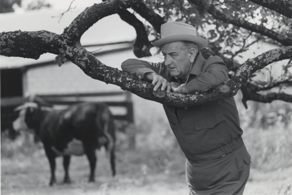 Photographic print of Lyndon B. Johnson leaning against a large tree branch wearing a cowboy hat. A longhorn cattle and barn are visible in the background